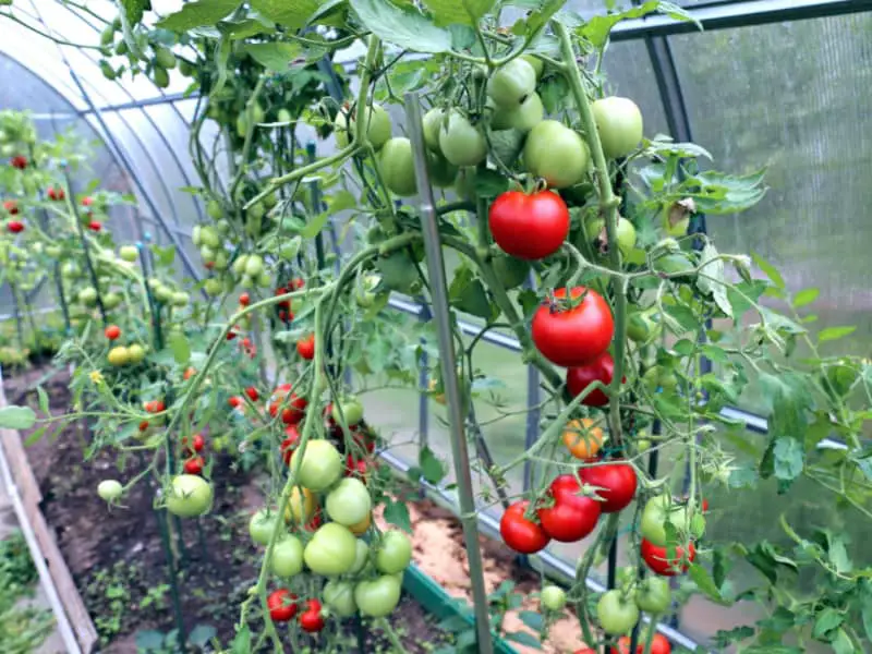 Grow Tomatoes in Greenhouse