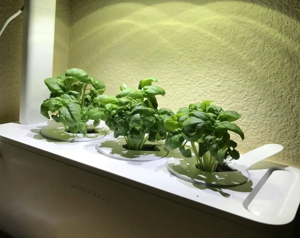 Growing Basil in Click and Grow Garden - Getting Bigger