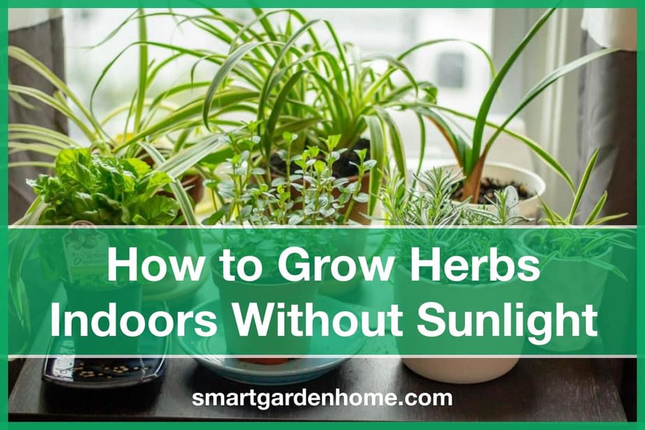  Growing Herbs Indoors, No Sunlight Needed