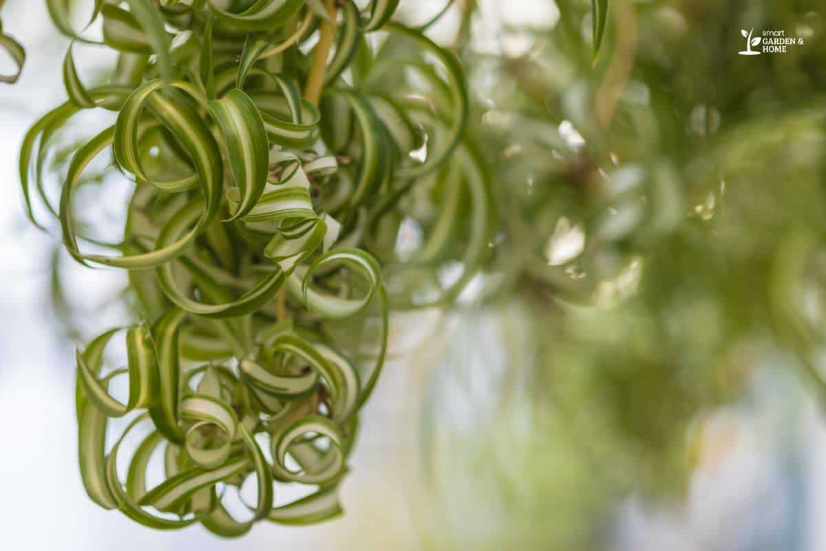 Hanging Spider Plant Curly Leaves