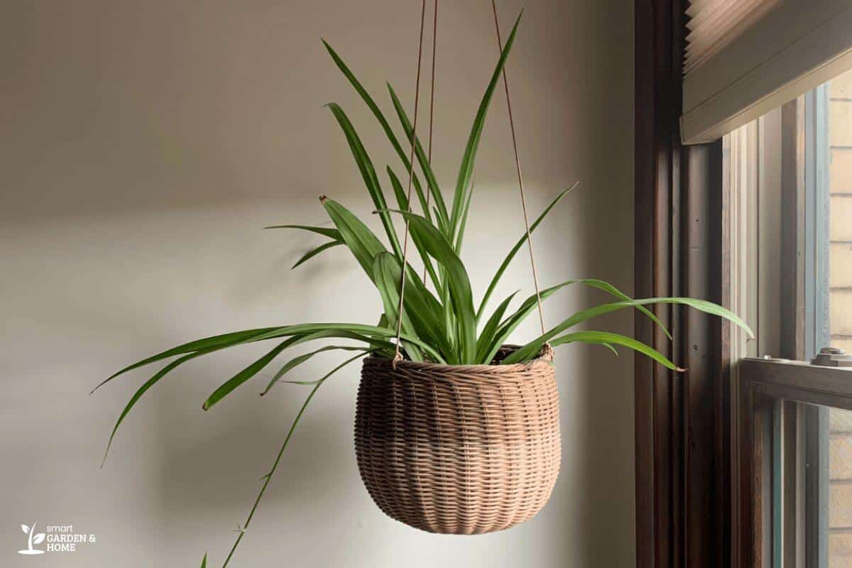 A hanging spider plant with long, arching green leaves in a wooden pot. 