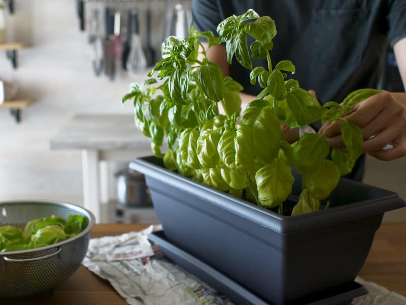 Harvesting Mint Leaves from Plant