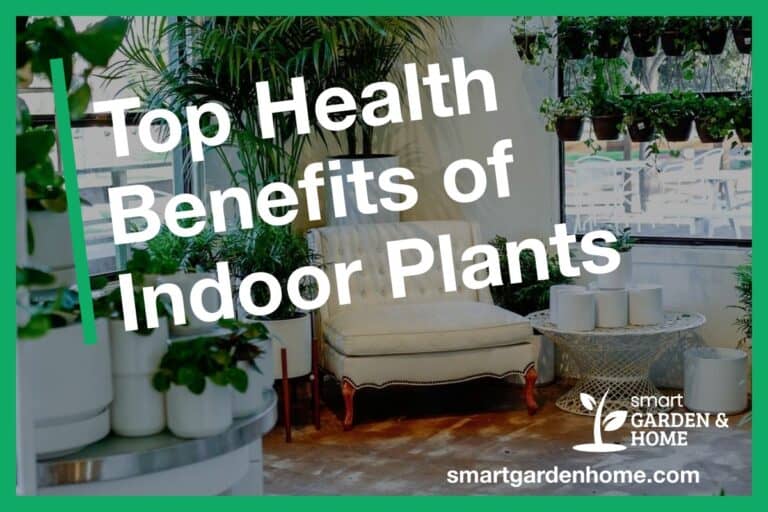 Top Health Benefits of Indoor Plants