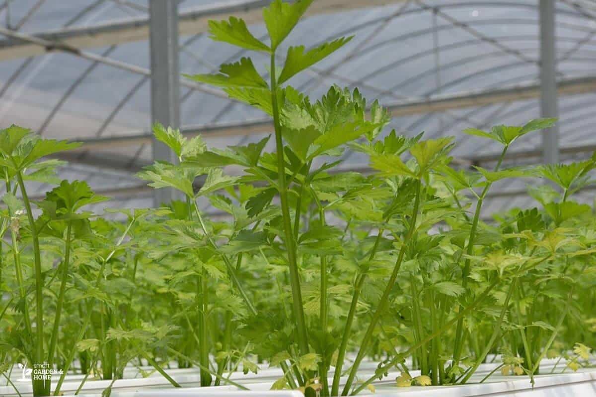 Healthy Hydroponic Cilanto on a Hydroponic System