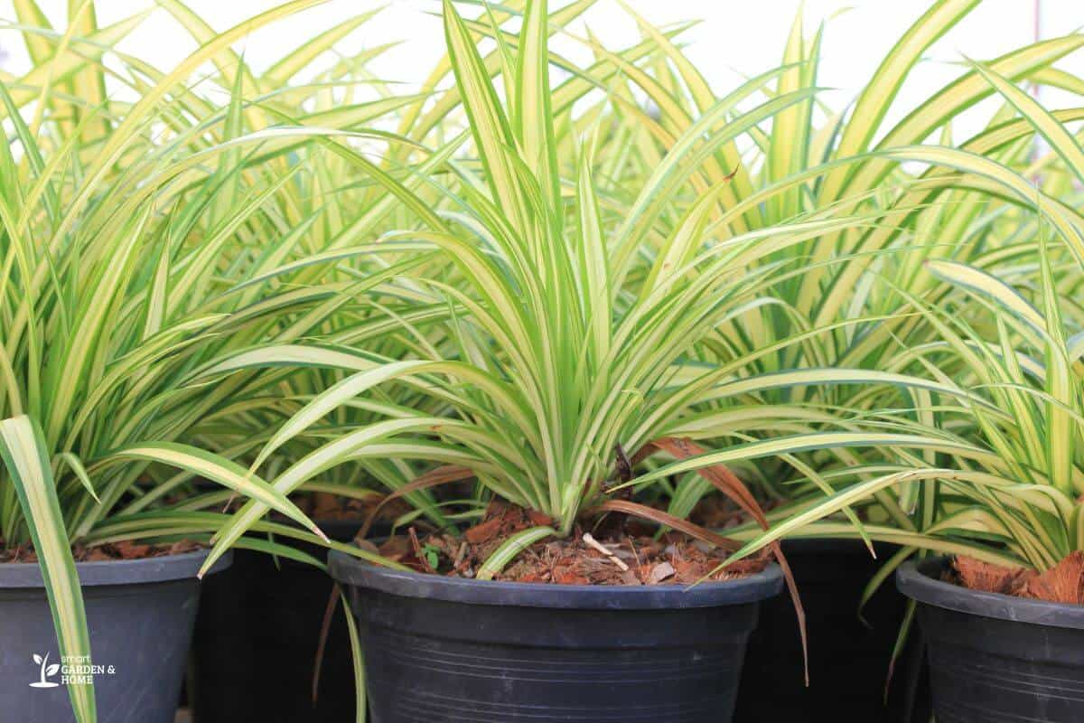 Healthy Spider Plant On A Pot