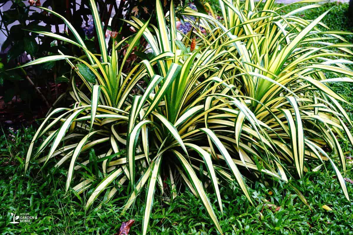 Healthy Wet Spider Plant With The Right Organic Fertilizer