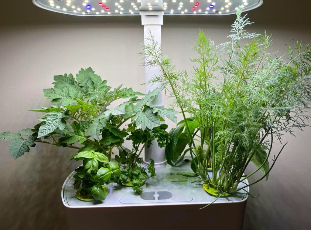 Herbs Growing in AeroGarden