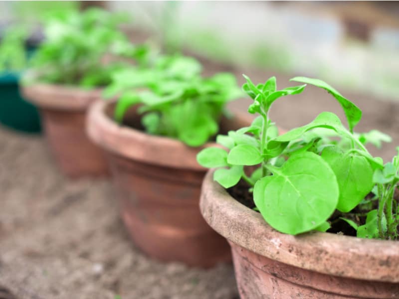 Grow Herbs in Pots