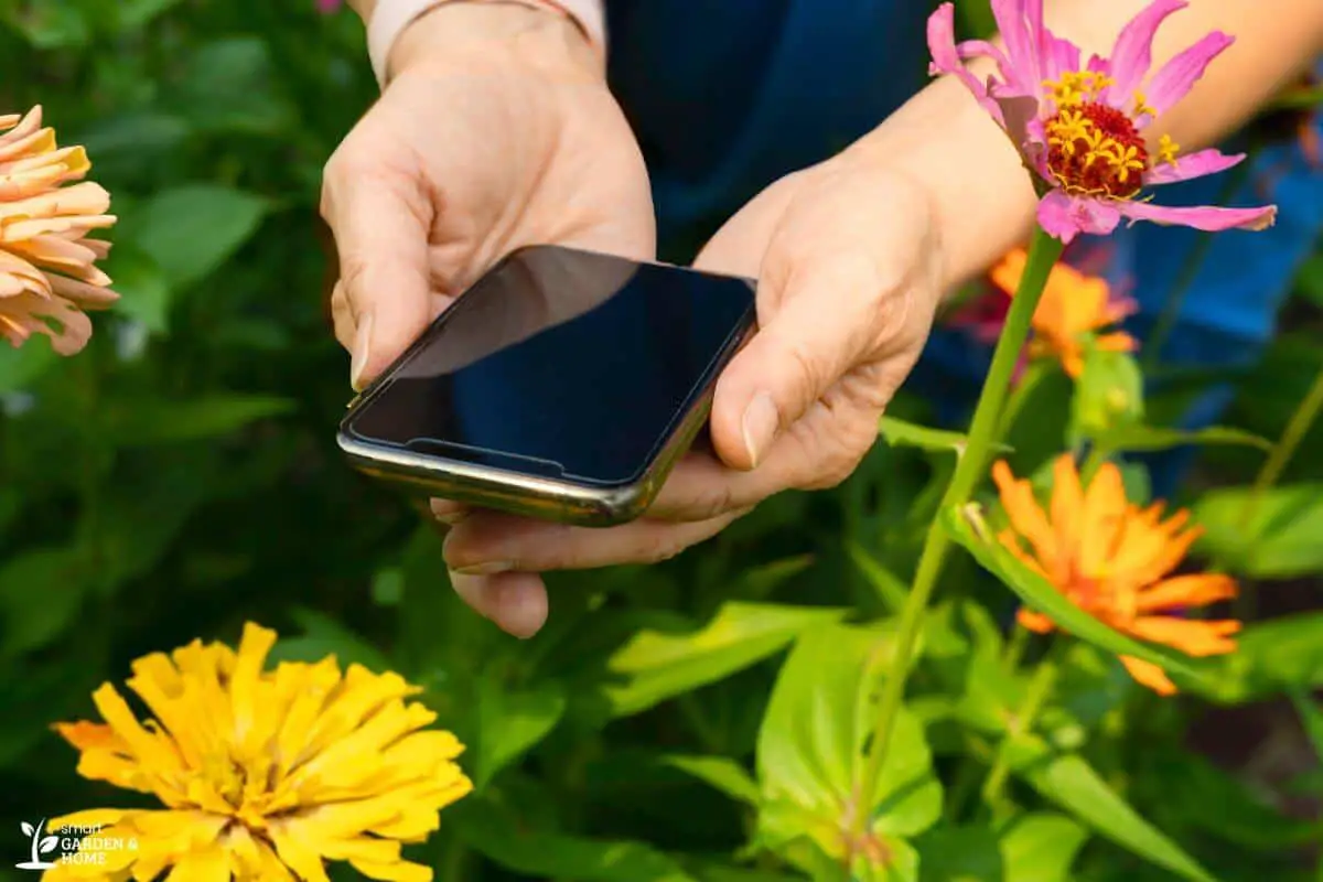 Holding A Phone With Plants and Flowers