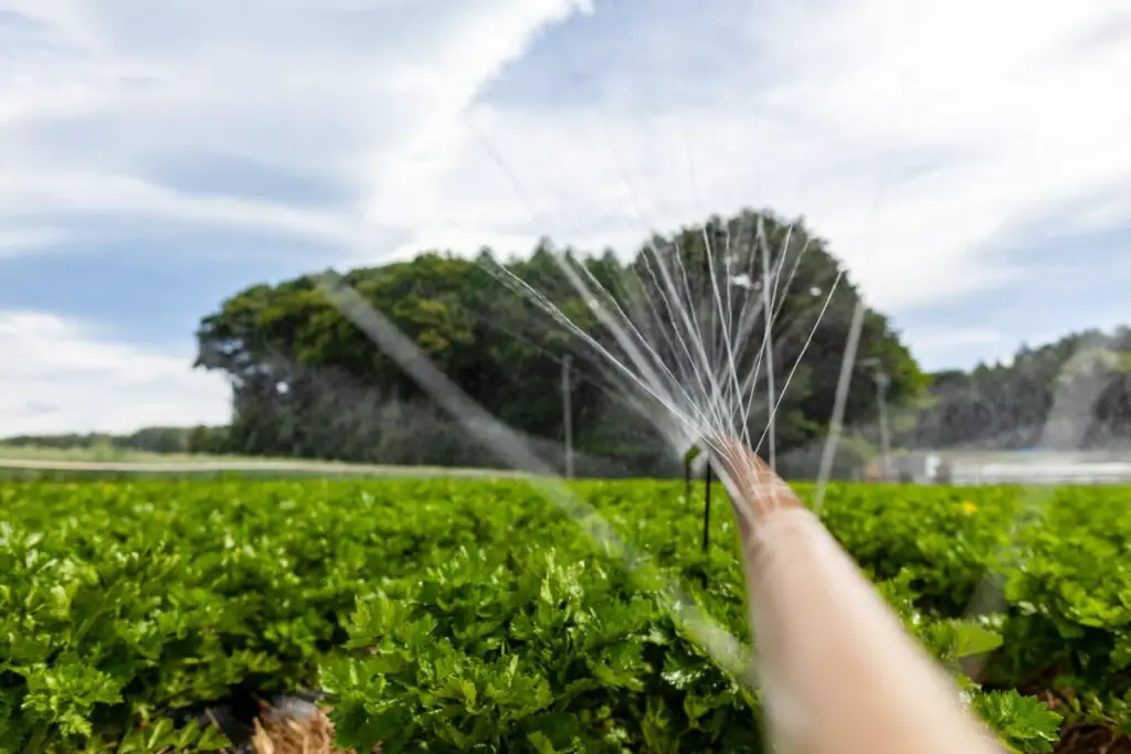 Water Hose Irrigation in Vegetable Garden