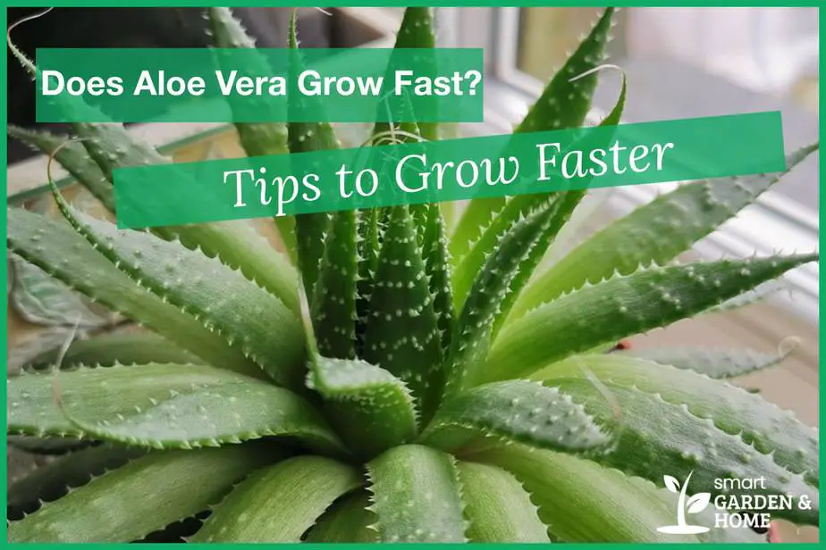 How Fast Does Aloe Vera Grow Tips To Grow Faster Smart Garden And Home 8028