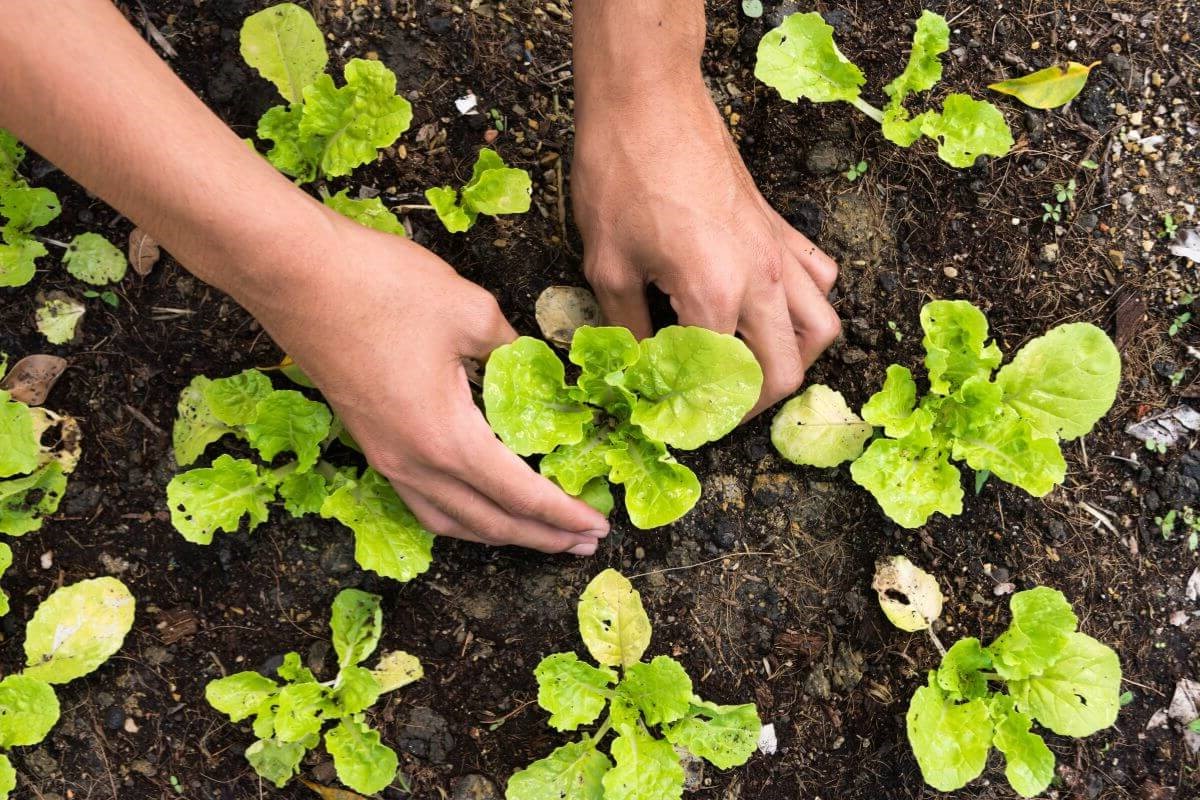 A person tends to young lettuce plants in a garden, a testament on why is gardening good for the environment.