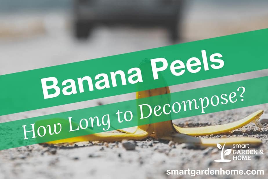 How Long Does It Take a Banana Peel to Decompose?
