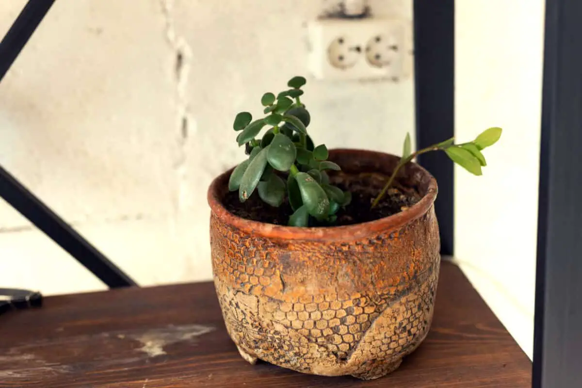 How Long Jade Plant Leaf Cuttings Take to Form Roots