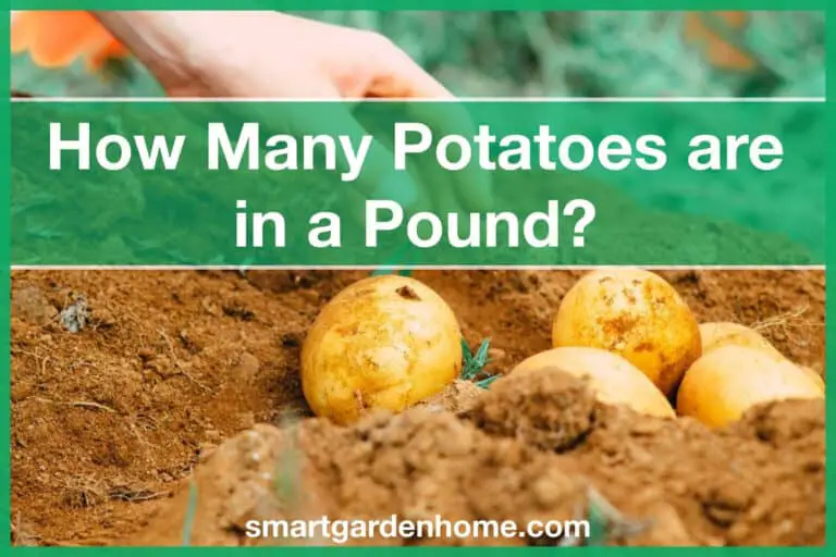 How Many Potatoes in a Pound
