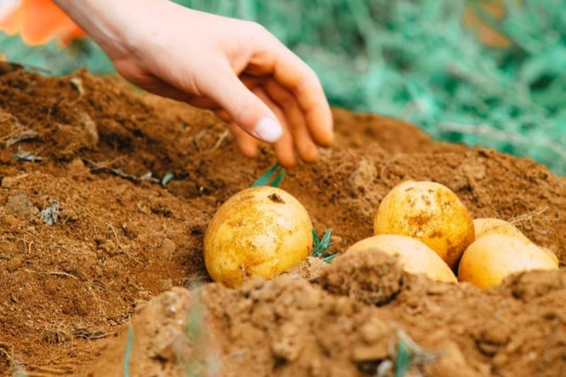 How Many Potatoes in a Pound