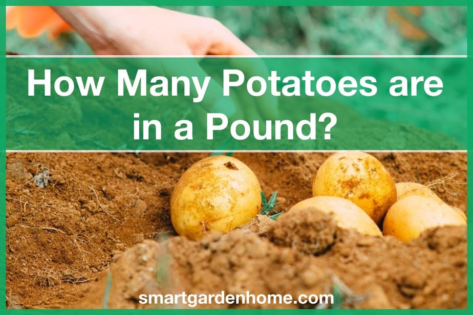 how-many-potatoes-in-a-pound-a-beginner-s-guide-planthd