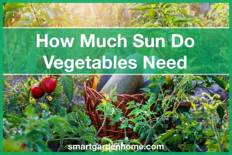 How Much Sun Do Vegetable Gardens Need