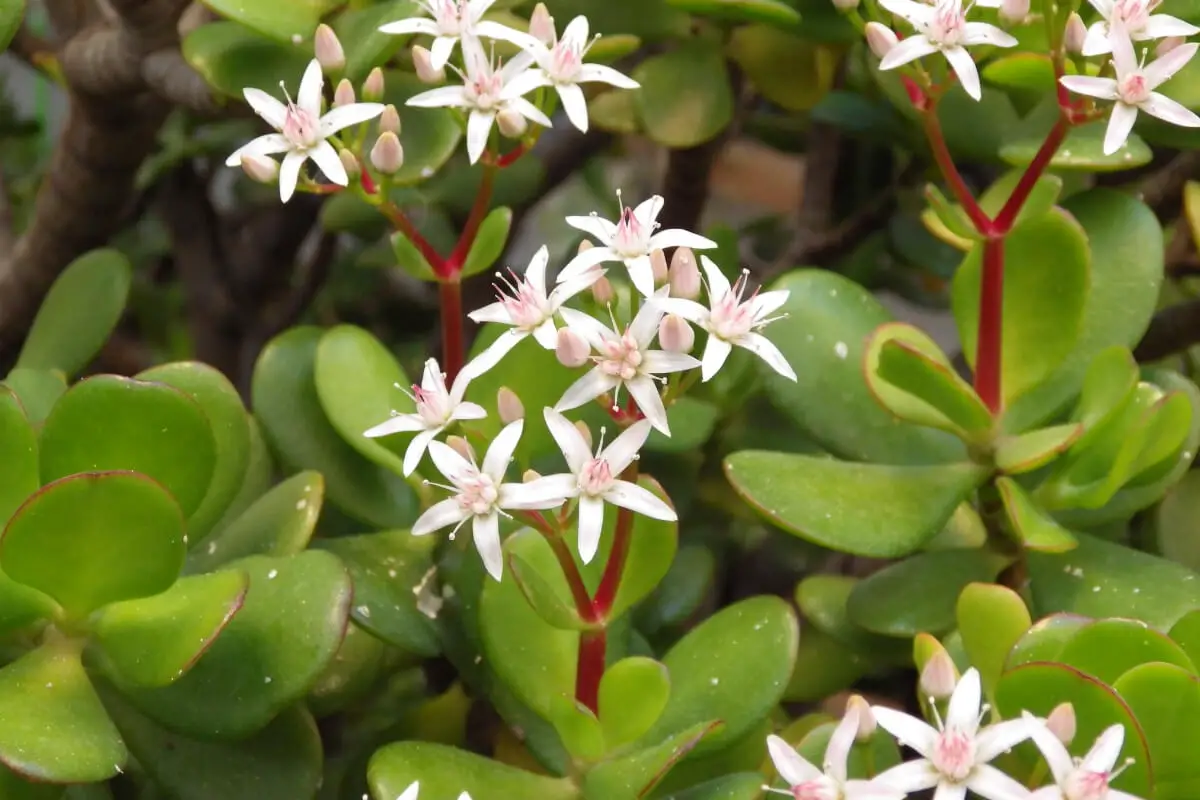 How Often Does a Jade Plant Flower