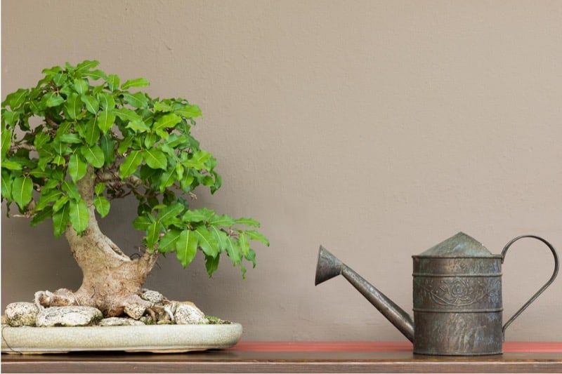 A metal watering pail sits next to a beautiful bonsai, highlighting the care and attention given to watering the plant.