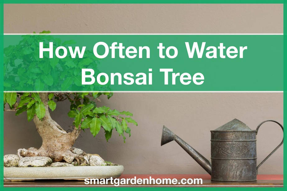 How Often To Water Bonsai Tree Smart Garden And Home