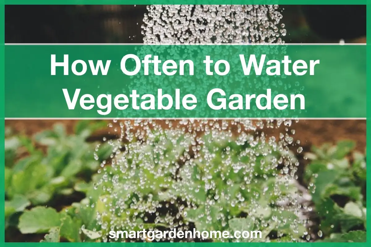 How Often to Water Vegetable Garden