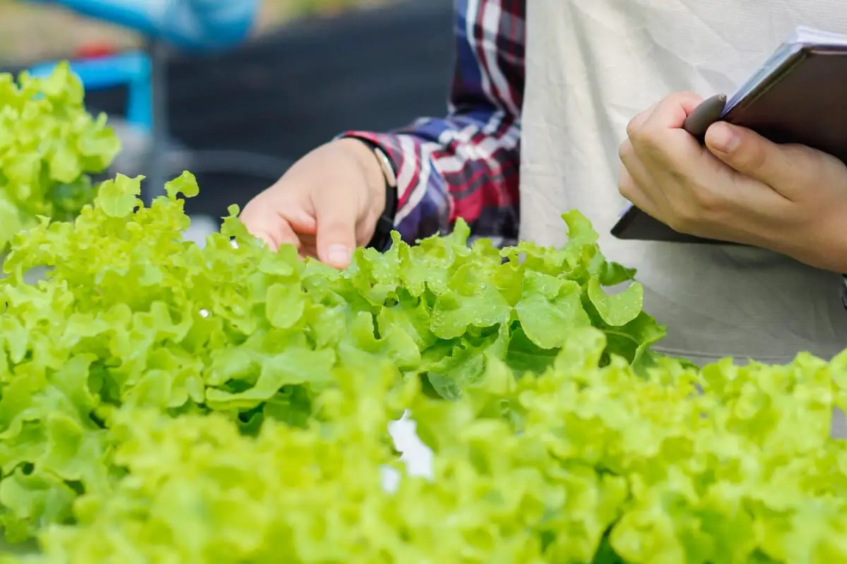 How to Choose Hydroponic Nutrients for Vegetables