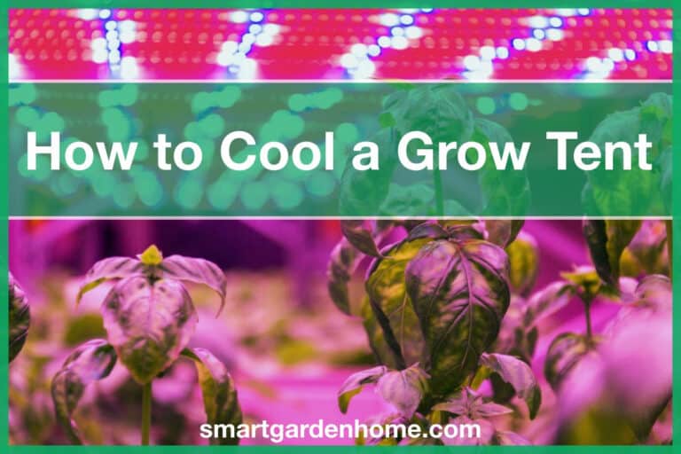 How to Cool a Grow Tent - Tips and Tricks