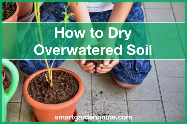 How to Dry Overwatered Soil