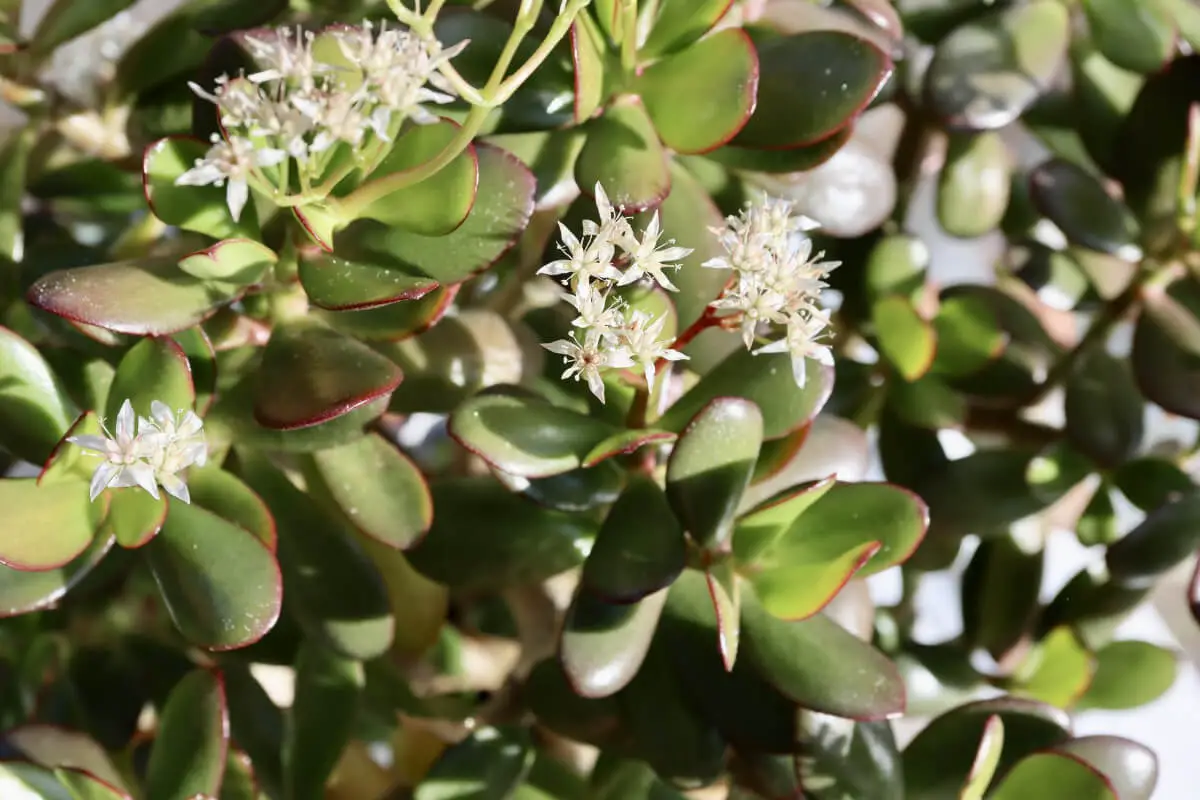 How to Get a Jade Plant to Flower