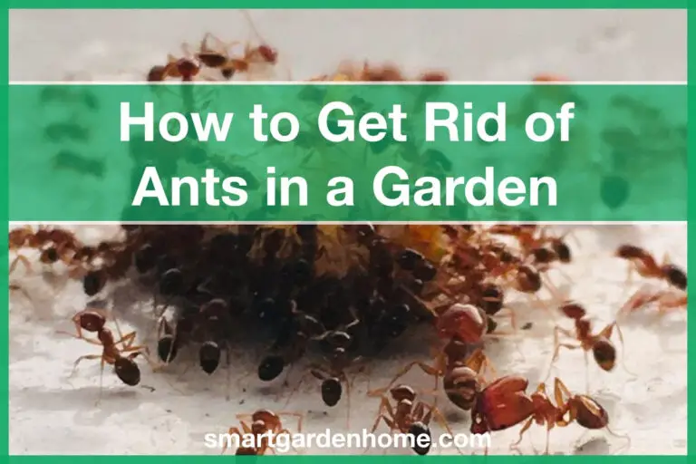 How to Get Rid of Ants in Garden