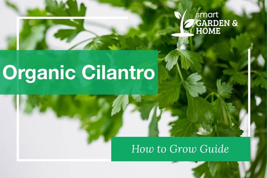 How to Grow and Harvest Organic Cilantro Complete Guide