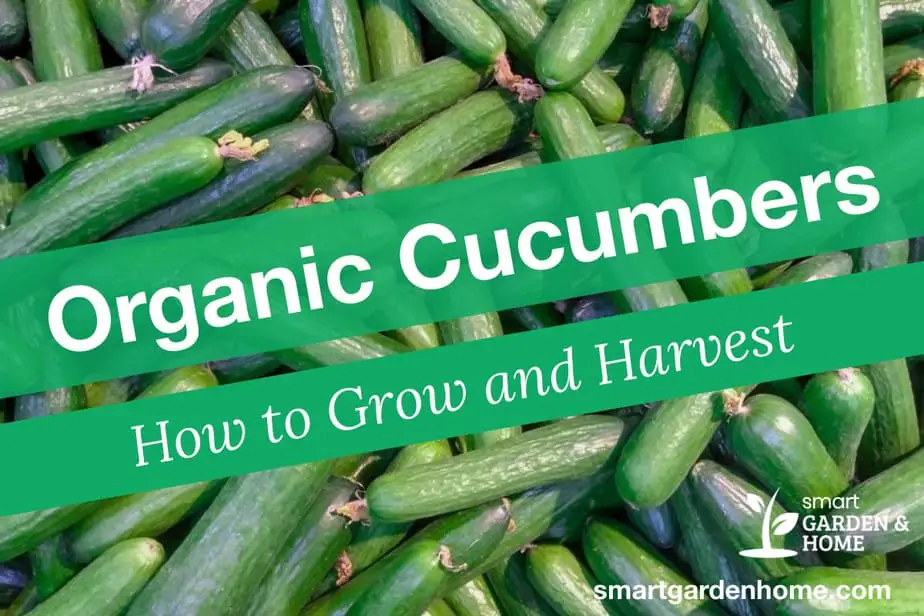 How to Grow and Harvest Organic Cucumbers Complete Guide