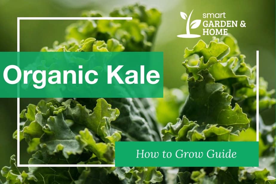 How to Grow and Harvest Organic Kale Complete Guide