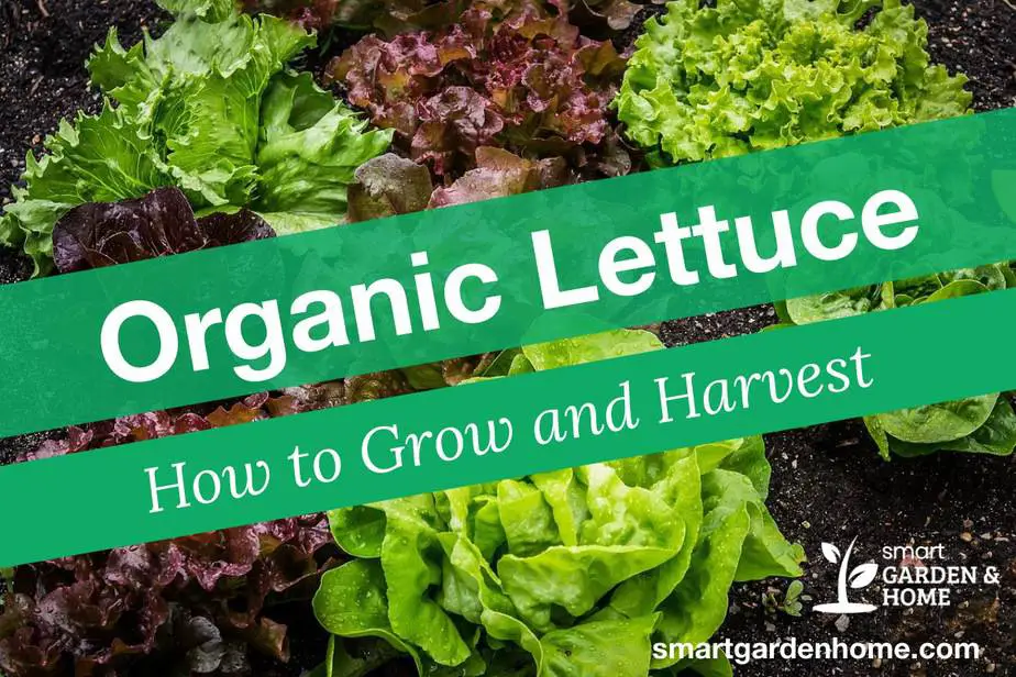 How to Grow and Harvest Organic Lettuce Complete Guide