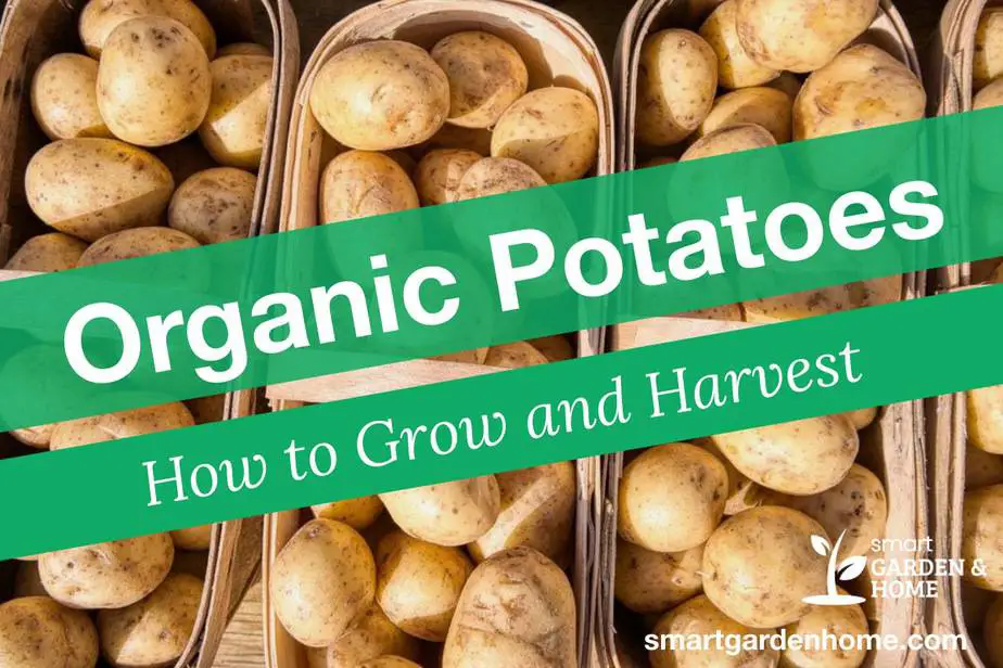How to Grow Organic Potatoes Complete Guide