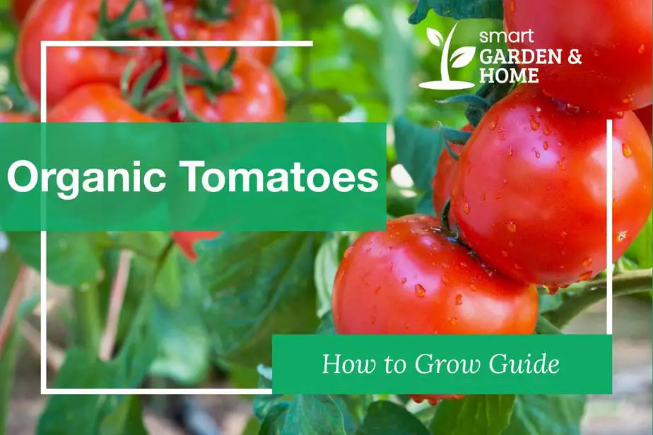 How to Grow and Harvest Organic Tomatoes - Complete Guide