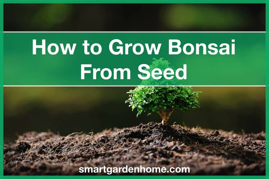 How To Grow Bonsai From Seed - Smart Garden And Home