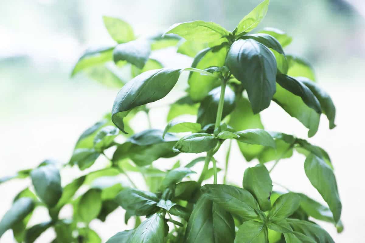 How to Grow Hydroponic Basil