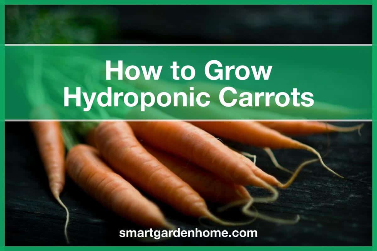 How To Grow Hydroponic Carrots (No Soil Needed) - Smart Garden And Home