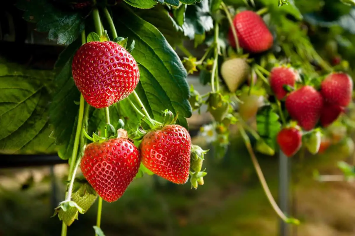 How to Grow Hydroponic Strawberries