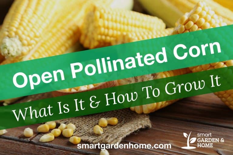 Open Pollinated Corn What And How To Grow Them Smart Garden & Home