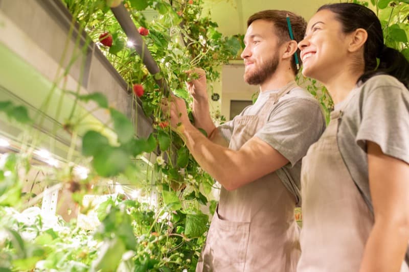 Grow Vegetables Indoors with Hydroponics