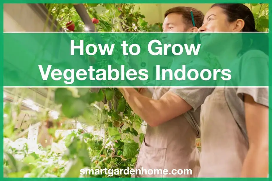 How to Grow Vegetables Indoors for Beginners