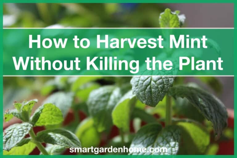 How to Harvest Mint Without Killing Plant