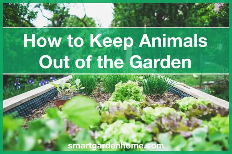 How to Keep Animals Out of the Garden
