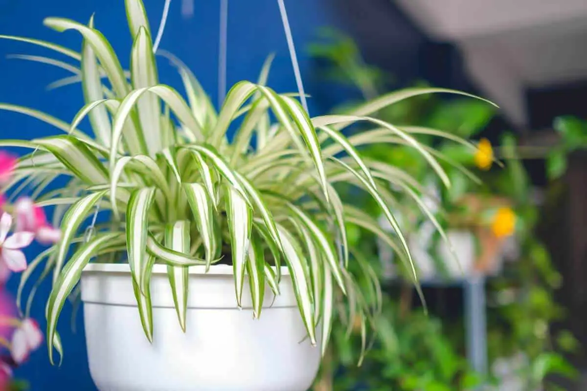 How to Keep Cats Away From Spider Plants