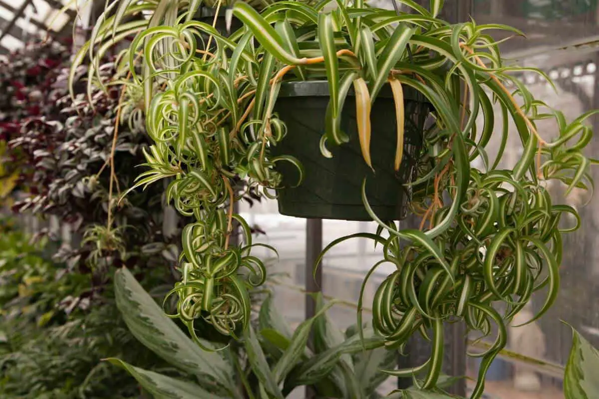 How to Keep Spider Plants Away From Dogs