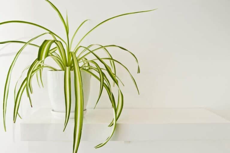 Are Spider Plants Toxic to Rabbits? Are They Deadly? - Smart Garden and ...