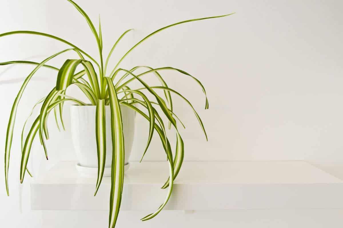 How to Keep Spider Plants Away From Rabbits